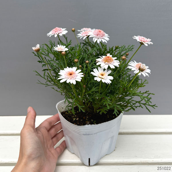 ボンザマーガレット:イチゴショート4号ポット (R)