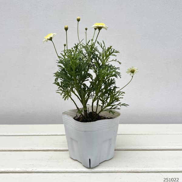 ボンザマーガレット:レモンイエロー4号ポット (R)