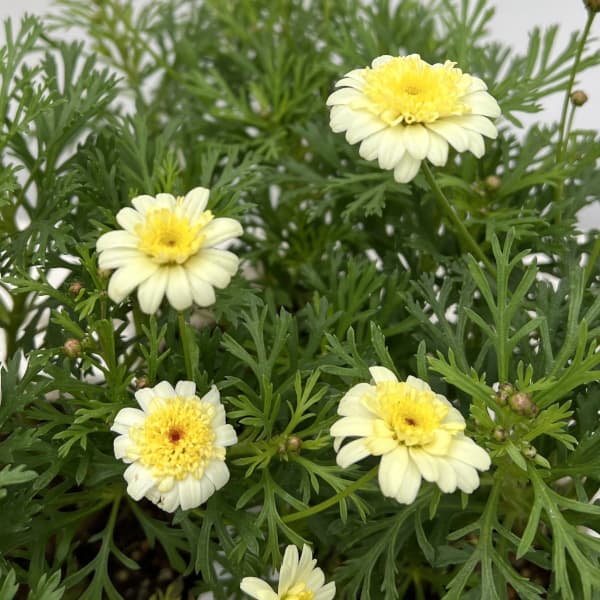 ボンザマーガレット:レモンイエロー4号ポット (R)