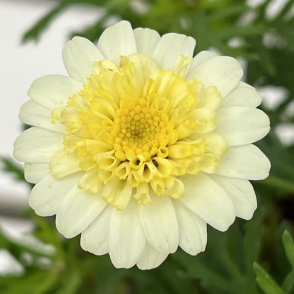 ボンザマーガレット:レモンイエロー4号ポット (R)