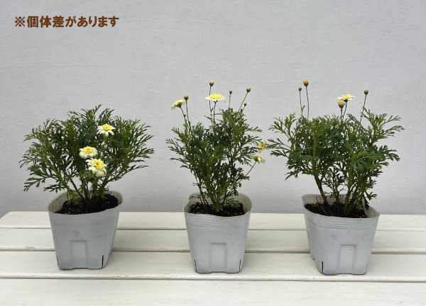 ボンザマーガレット:レモンイエロー4号ポット (R)