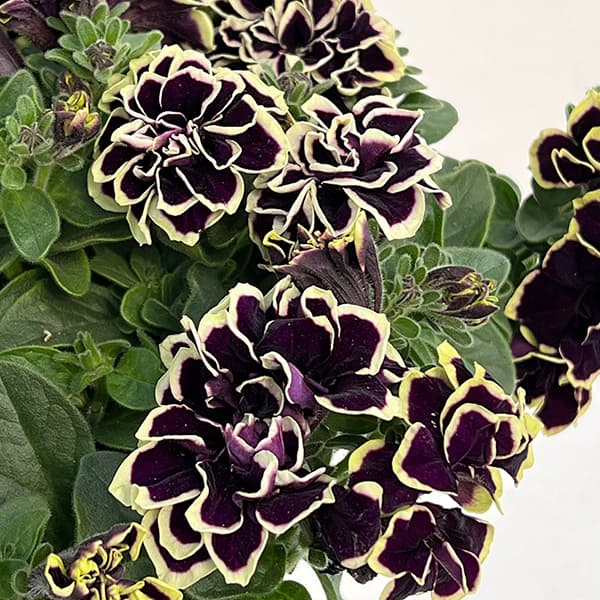 送料無料]ペチュニア：花衣 黒真珠8号鉢植え の通販 | 園芸ネット