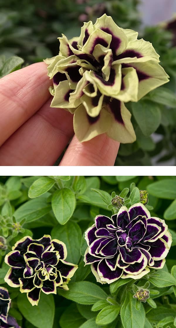 園芸ネット本店｜[送料無料]ペチュニア：花衣 黒真珠8号鉢植え の通販
