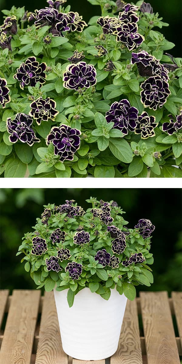 送料無料]ペチュニア：花衣 黒真珠8号鉢植え の通販 | 園芸ネット