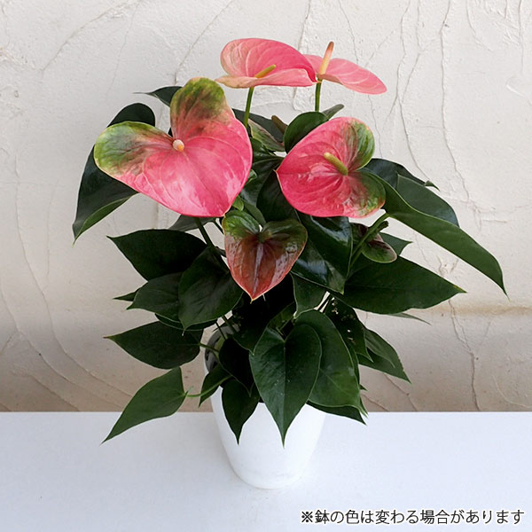 アンスリウム:スイートハートピンク6号鉢植え