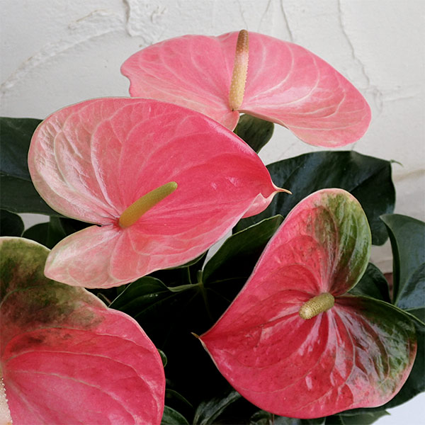 アンスリウム:スイートハートピンク6号鉢植え