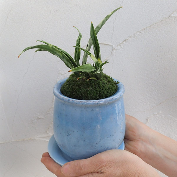 園芸ネット本店｜[ギフトに]オモト（万年青）：姫牡丹鉢植え／ステラ