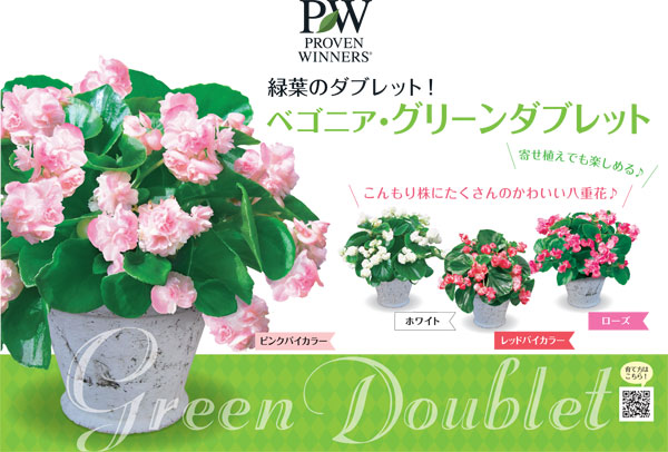 園芸ネット本店｜ベゴニア：グリーンダブレット ピンクバイカラー3号