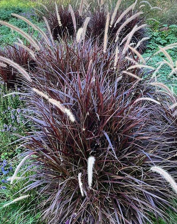 パープルファウンテングラス（ペニセタム・ルブラム）6号鉢植え