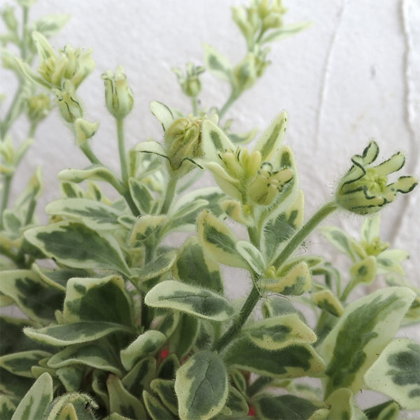 ペチュニア：ホワイトメモリーズ4.5号ポット 3株セット