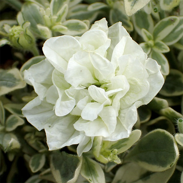 ペチュニア：ホワイトメモリーズ4.5号ポット 3株セット