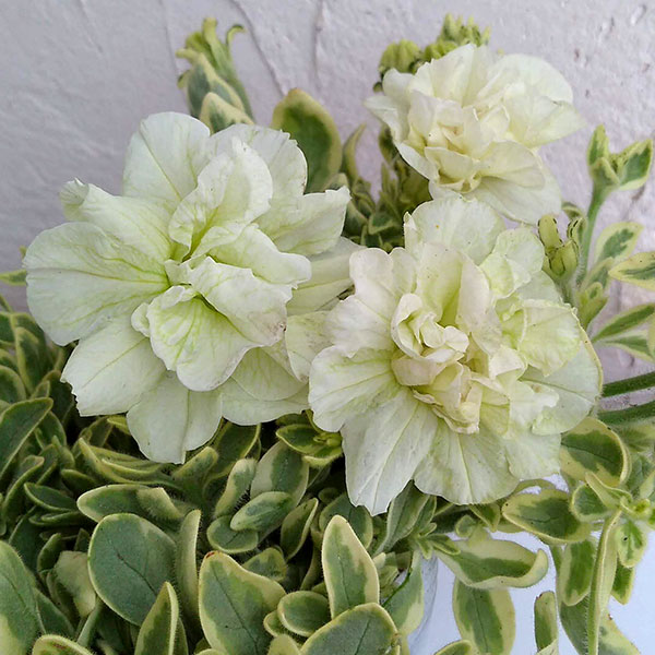 ペチュニア：ホワイトメモリーズ4.5号ポット 3株セット