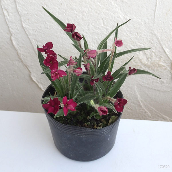 アッツザクラ（ロドヒポキシス）：ルビーの輝き３号ポット