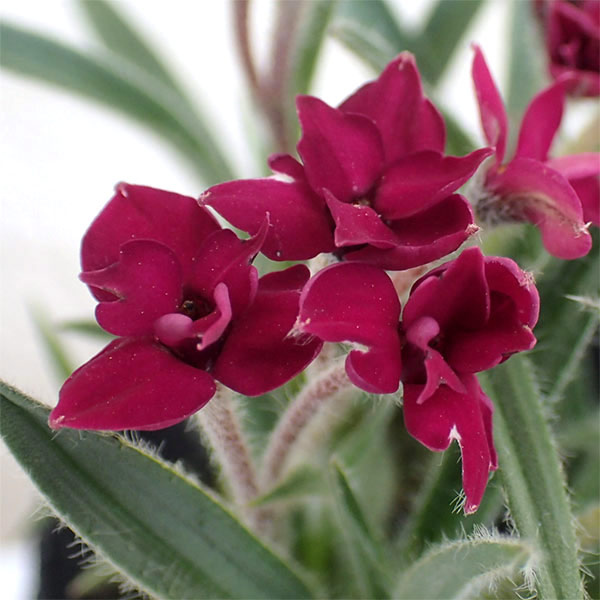 アッツザクラ（ロドヒポキシス）：ルビーの輝き３号ポット