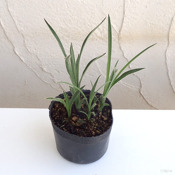 アッツザクラ（ロドヒポキシス）：ルビーの輝き３号ポット