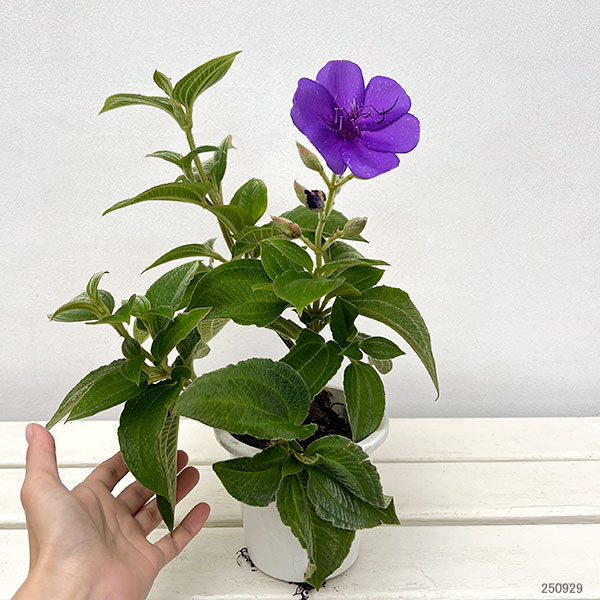ノボタン：シコンノボタン4号鉢植え[8月～11月頃開花　美しい青紫の花　紫紺野牡丹]
