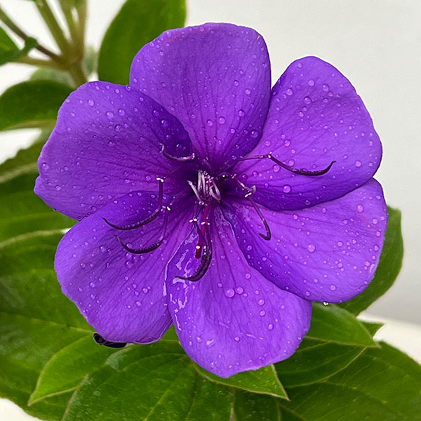 ノボタン：シコンノボタン4号鉢植え[8月～11月頃開花　美しい青紫の花　紫紺野牡丹]