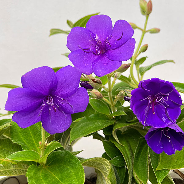 ノボタン：シコンノボタン4号鉢植え[8月～11月頃開花　美しい青紫の花　紫紺野牡丹]