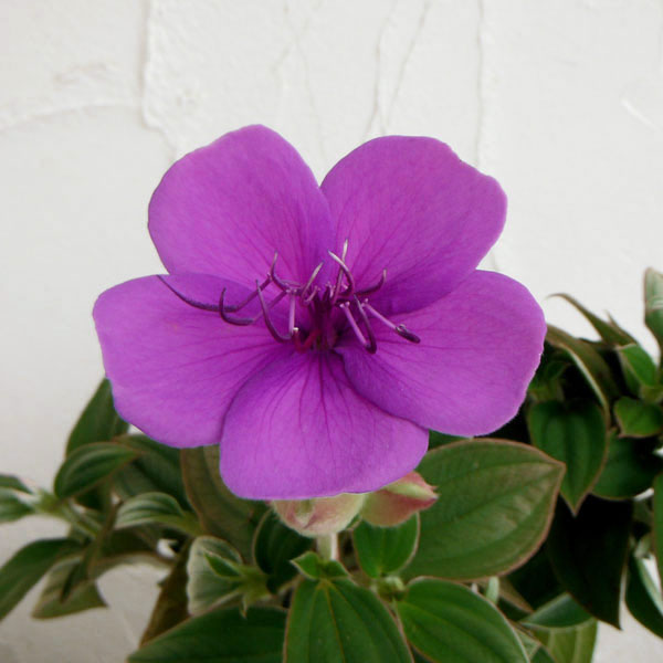 ノボタン：シコンノボタン4号鉢植え[8月～11月頃開花　美しい青紫の花　紫紺野牡丹]