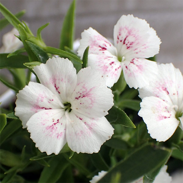 園芸ネット本店｜ナデシコ：おしろい小町3号ポット 6株セット の通販