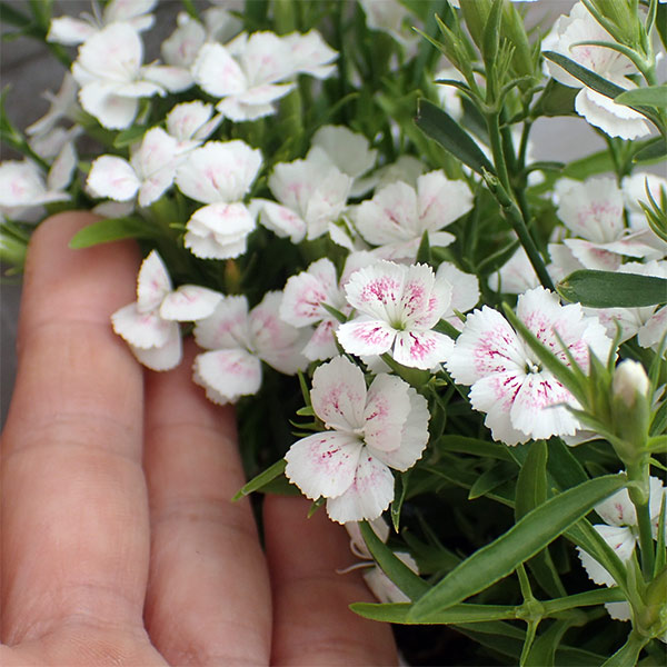 ナデシコ：おしろい小町3号ポット 6株セット の通販 | 園芸ネット