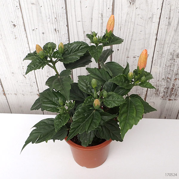 ハイビスカス:サニーシティー・アプリコット系5号鉢植え