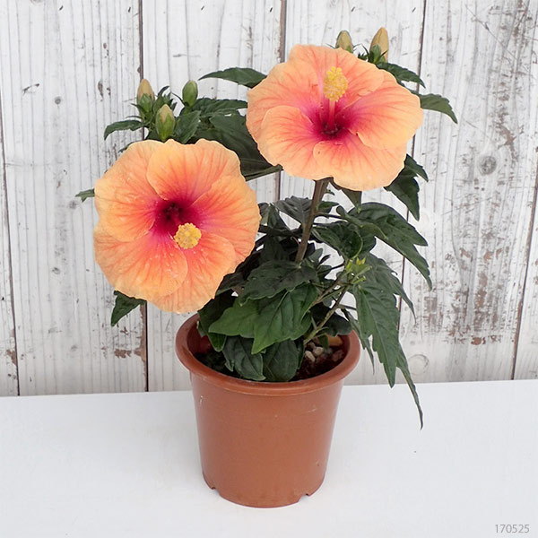 ハイビスカス:サニーシティー・アプリコット系5号鉢植え