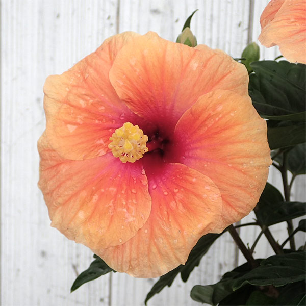 ハイビスカス:サニーシティー・アプリコット系5号鉢植え