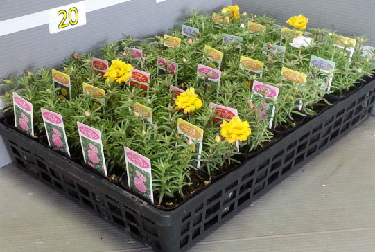 マツバボタン・ソーラーキッズ花色ミックス3号ポット 6株セット