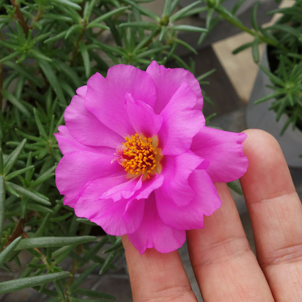 マツバボタン・ソーラーキッズ花色ミックス3号ポット 6株セット