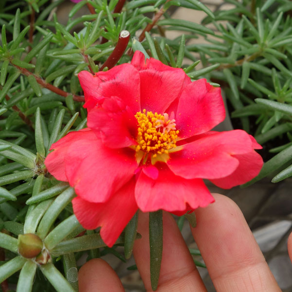 マツバボタン・ソーラーキッズ花色ミックス3号ポット 6株セット