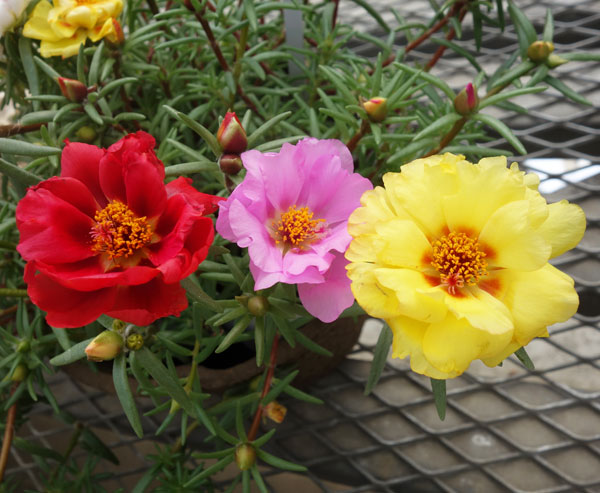 マツバボタン・ソーラーキッズ花色ミックス3号ポット 6株セット