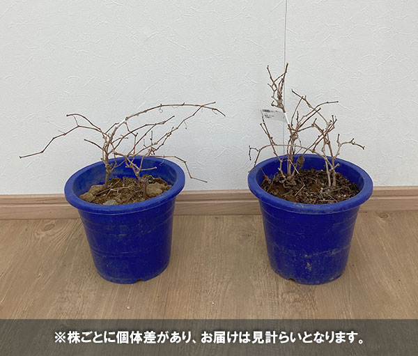 ノブドウ：瑠璃姫（るりひめ）6号鉢植え＊