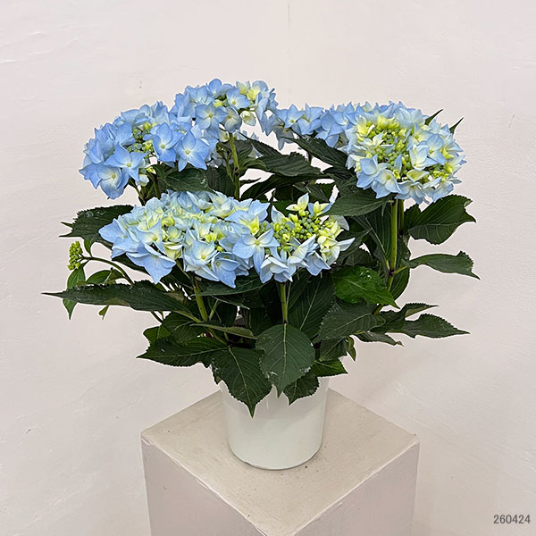 アジサイ：夏海（ナツミ）（ブルー）5号鉢植え