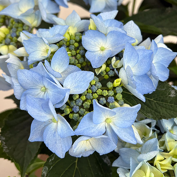 アジサイ：夏海（ナツミ）（ブルー）5号鉢植え