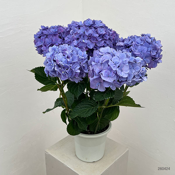 アジサイ：ポージィーブーケ エビータ（パープル）5号鉢植え