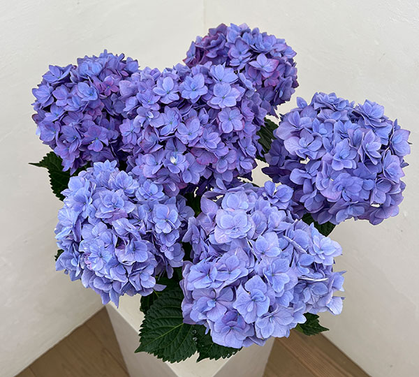 アジサイ：ポージィーブーケ エビータ（パープル）5号鉢植え