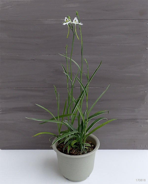 サギソウ(鷺草):新銀河 3.5号鉢植え