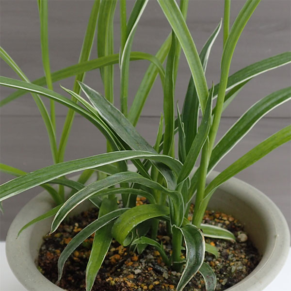 サギソウ(鷺草):新銀河 3.5号鉢植え