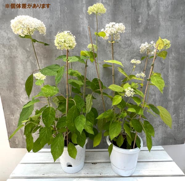 園芸ネット本店｜アジサイ（アメリカ）：ル・マニフィーク6号鉢植え の