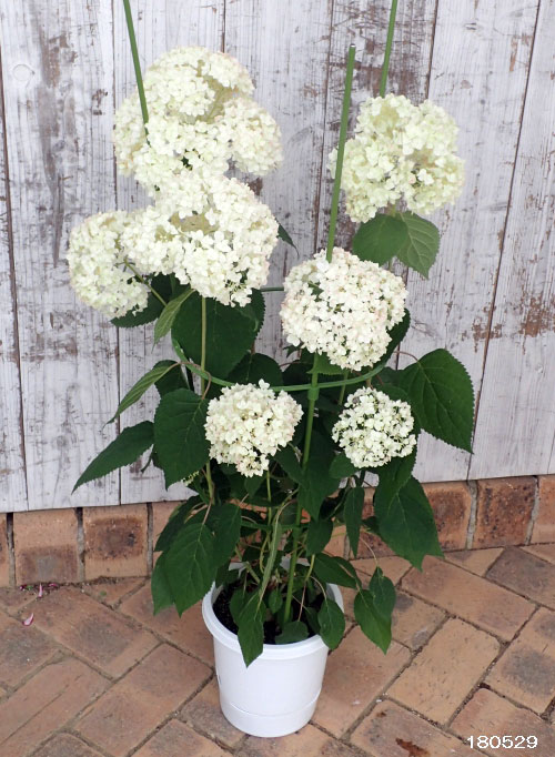 園芸ネット本店｜アジサイ（アメリカ）：ル・マニフィーク6号鉢植え の