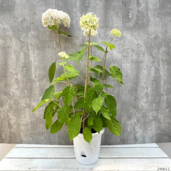 園芸ネット本店｜アジサイ（アメリカ）：ル・マニフィーク6号鉢植え の