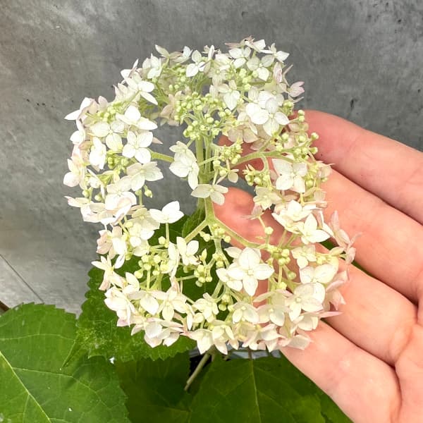 園芸ネット本店｜アジサイ（アメリカ）：ル・マニフィーク6号鉢植え の