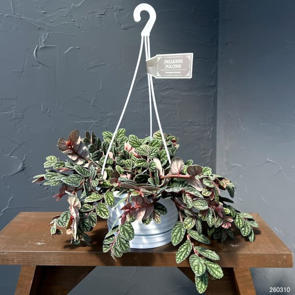 ペリオニア 5号吊り鉢