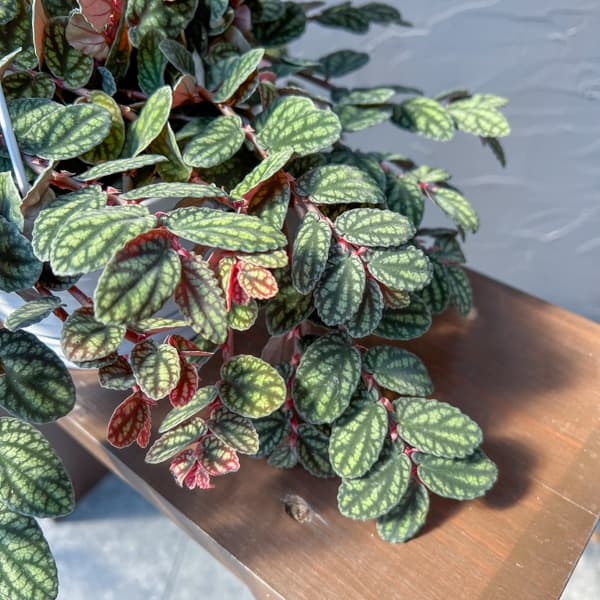 ペリオニア 5号吊り鉢