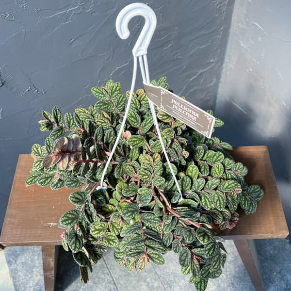 ペリオニア 5号吊り鉢