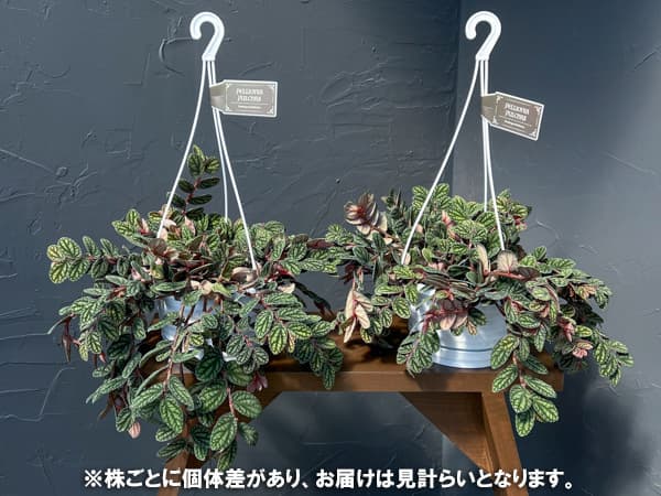 ペリオニア 5号吊り鉢