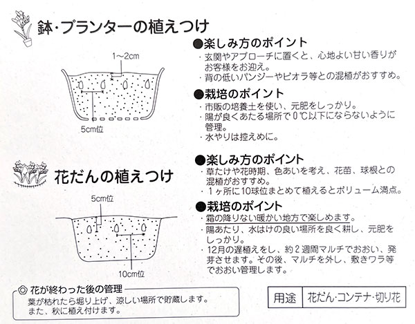 フリージア（一重咲）：黄10球入り