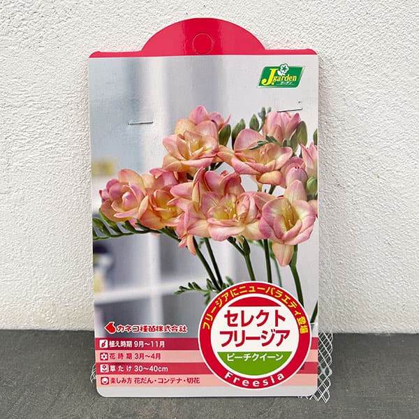 フリージア:ピーチクイーン5球入り