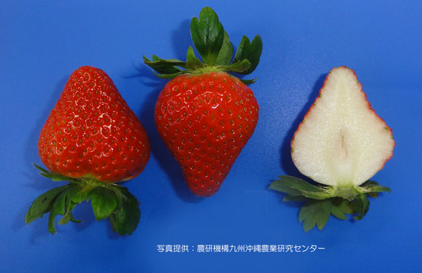 [26年2月中下旬予約]イチゴ（一季なり）：恋みのり4号ポット(PVP)